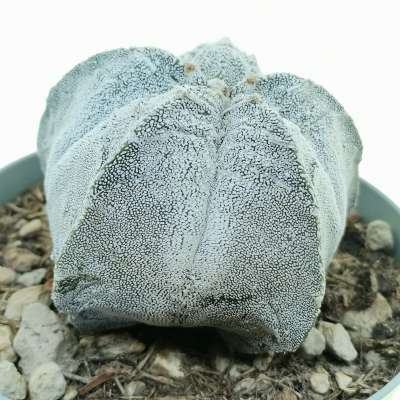 Astrophytum myriostigma cv. Onzuka Fukuryu (Type B) - Giromagi