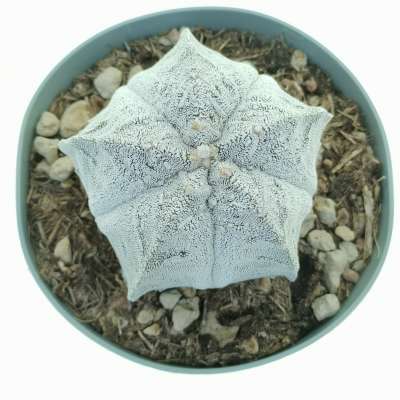 Astrophytum myriostigma cv. Onzuka Fukuryu (Type B) - Giromagi