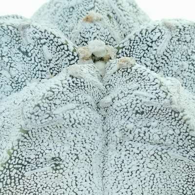 Astrophytum myriostigma cv. Onzuka Fukuryu (Type B) - Giromagi