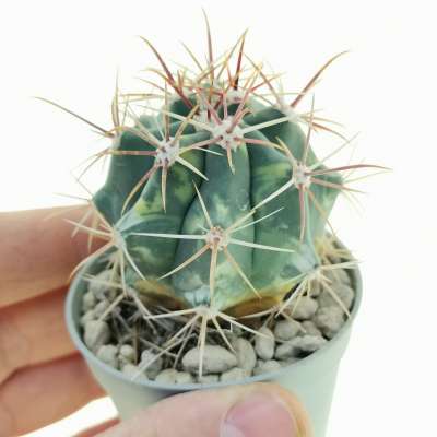 Ferocactus hybrid f. variegata