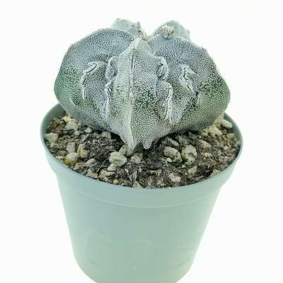 Astrophytum myriostigma cv. Onzuka Fukuryu (Type B) Haku-jo - Giromagi