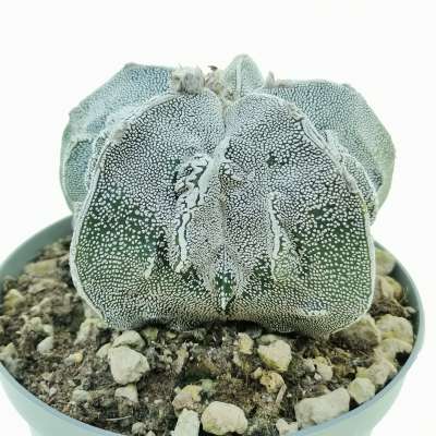 Astrophytum myriostigma cv. Onzuka Fukuryu (Type B) Haku-jo - Giromagi