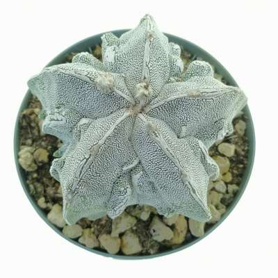 Astrophytum myriostigma cv. Onzuka Fukuryu (Type B) Haku-jo - Giromagi