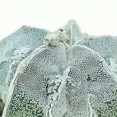 Astrophytum myriostigma cv. Onzuka Fukuryu (Type B) Haku-jo - Giromagi