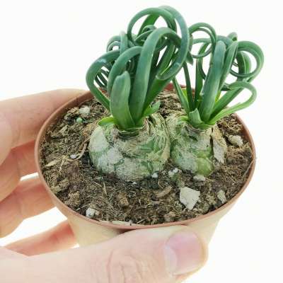 Albuca spiralis 'Frizzle Sizzle'