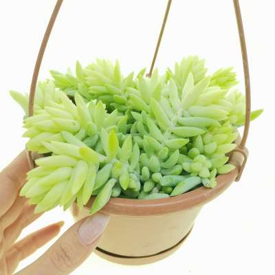 Sedum morganianum
