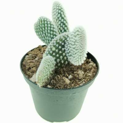 Opuntia microdasys cv. albata - Giromagi