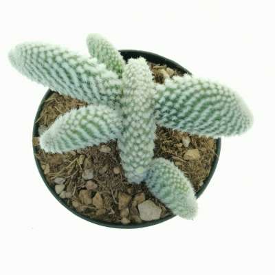 Opuntia microdasys cv. albata - Giromagi