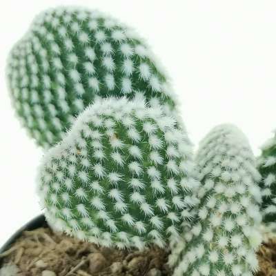 Opuntia microdasys cv. albata - Giromagi