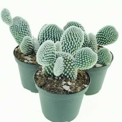 Opuntia microdasys cv. albata - Giromagi