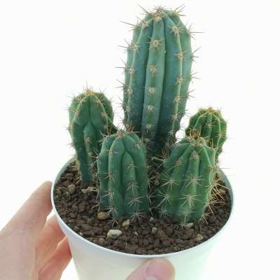Trichocereus pachanoi