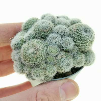 Sulcorebutia sunrise - Giromagi