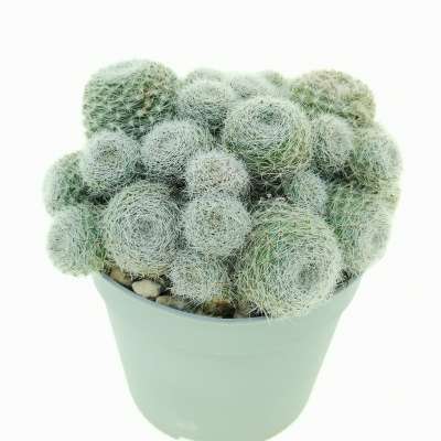Sulcorebutia sunrise - Giromagi
