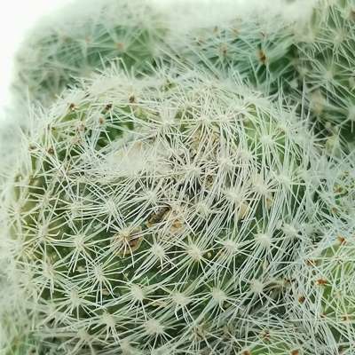 Sulcorebutia sunrise - Giromagi