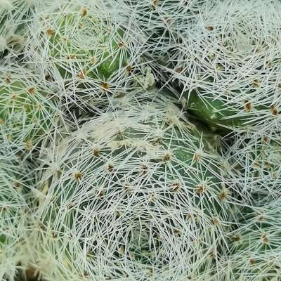 Sulcorebutia sunrise - Giromagi