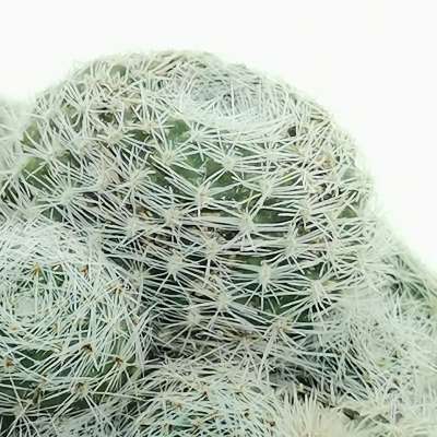 Sulcorebutia sunrise - Giromagi
