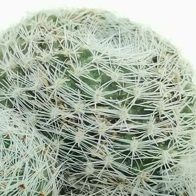 Sulcorebutia sunrise - Giromagi