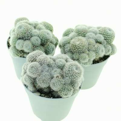 Sulcorebutia sunrise - Giromagi