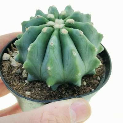 Ferocactus glaucescens f. inermis