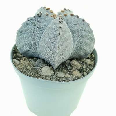 Astrophytum myriostigma var. strongylogonum - Giromagi