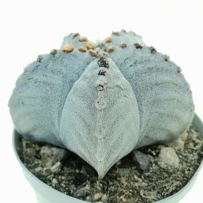 Astrophytum myriostigma var. strongylogonum - Giromagi