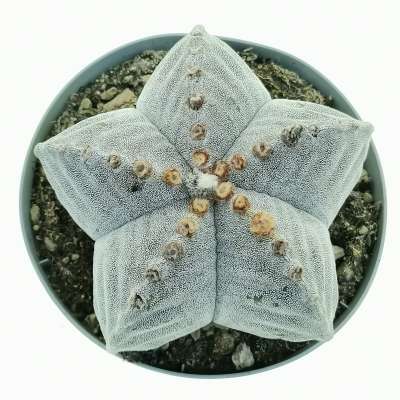 Astrophytum myriostigma var. strongylogonum - Giromagi