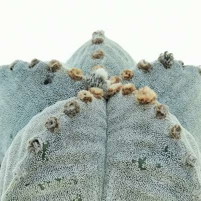 Astrophytum myriostigma var. strongylogonum - Giromagi