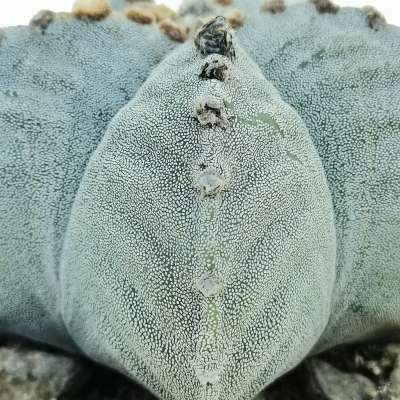 Astrophytum myriostigma var. strongylogonum - Giromagi