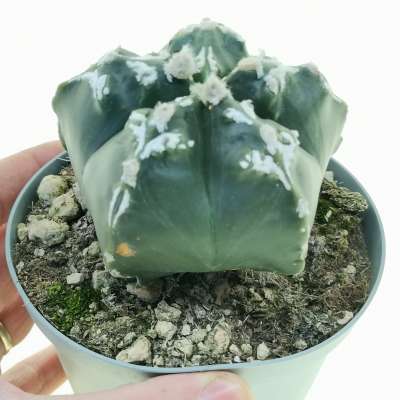 Astrophytum myriostigma cv. Sazanami
