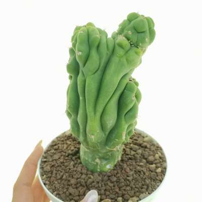 Trichocereus pachanoi f. mostruosa crestata