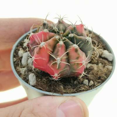 Gymnocalycium mihanovichii f. variegata 'Red Dragon' (Own roots)