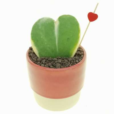 Pianta di Hoya kerrii f. variegata in vaso design di ceramica 'San Valentino' - Giromagi