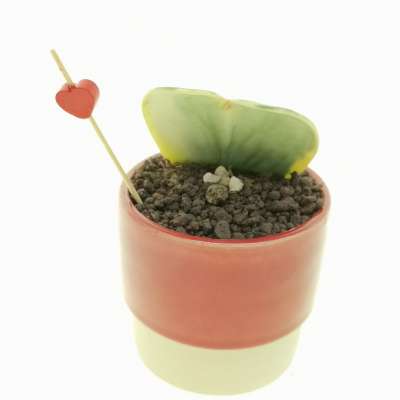 Pianta di Hoya kerrii f. variegata in vaso design di ceramica 'San Valentino' - Giromagi