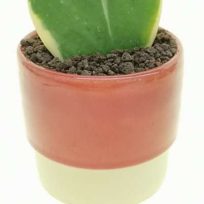 Pianta di Hoya kerrii f. variegata in vaso design di ceramica 'San Valentino' - Giromagi