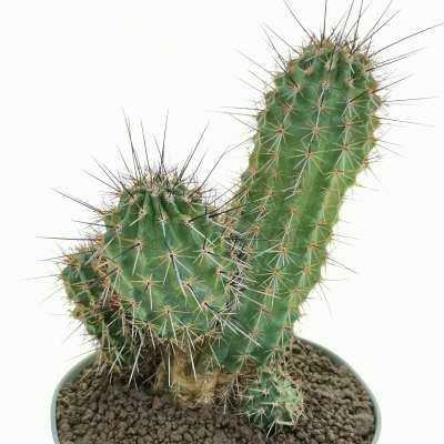 Echinocereus engelmannii var. acicularis - Giromagi