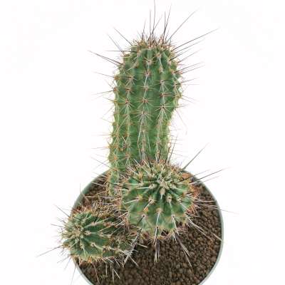 Echinocereus engelmannii var. acicularis - Giromagi