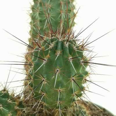 Echinocereus engelmannii var. acicularis - Giromagi