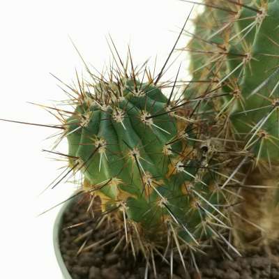 Echinocereus engelmannii var. acicularis - Giromagi
