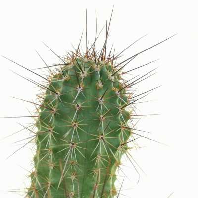 Echinocereus engelmannii var. acicularis - Giromagi