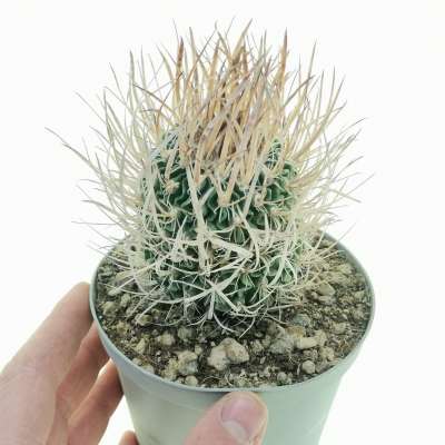 Echinofossulocactus longispinus - Giromagi