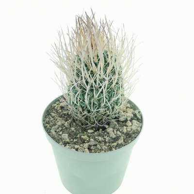 Echinofossulocactus longispinus - Giromagi