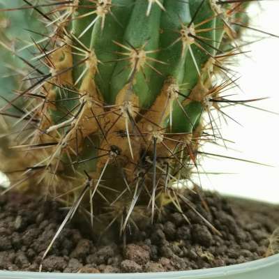Echinocereus engelmannii var. acicularis - Giromagi