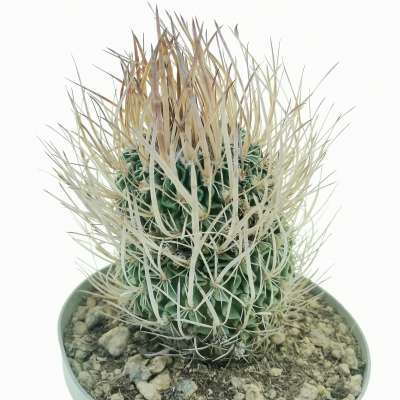 Echinofossulocactus longispinus - Giromagi