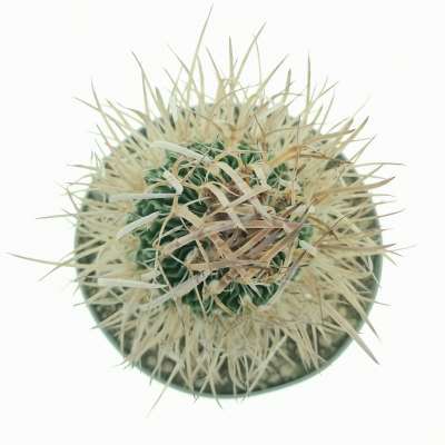 Echinofossulocactus longispinus - Giromagi