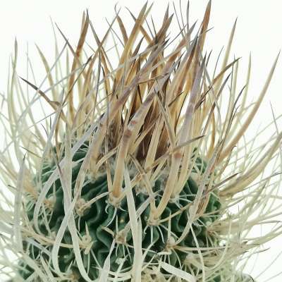 Echinofossulocactus longispinus - Giromagi
