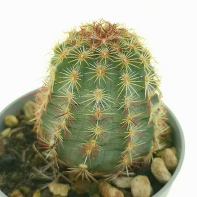 Echinocereus viridiflorus - Giromagi
