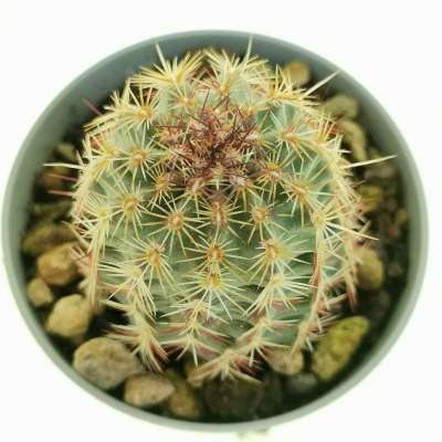 Echinocereus viridiflorus - Giromagi