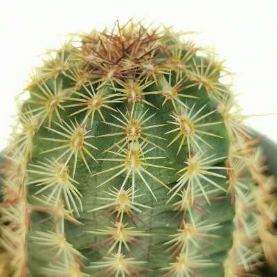 Echinocereus viridiflorus - Giromagi