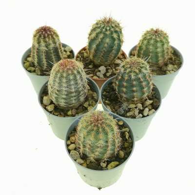 Echinocereus viridiflorus - Giromagi