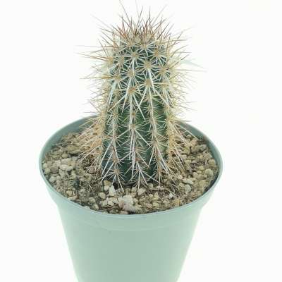 Echinocereus engelmannii var. armatus - Giromagi